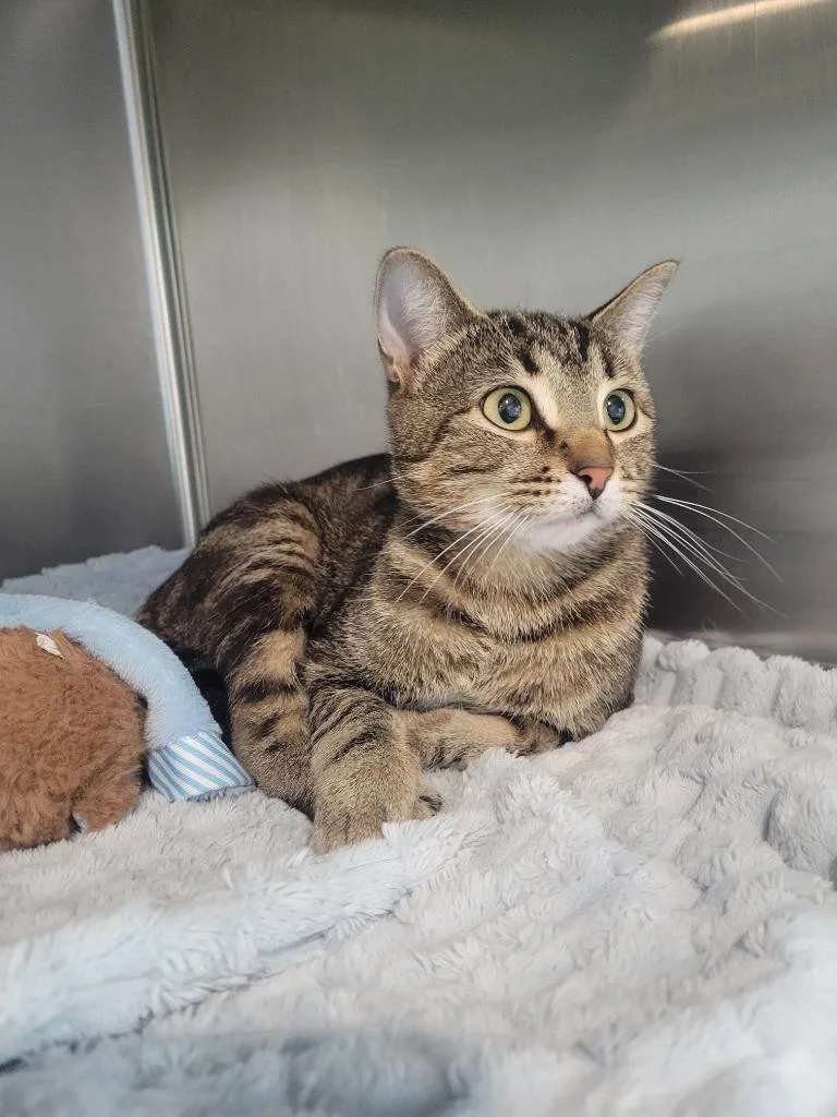 A young medium-sized female Domestic Short Hair cat named Sidney for adoption in Ashland, WI