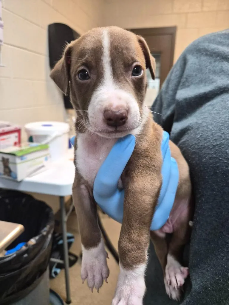 A baby medium-sized male Mixed Breed dog named Chatgpt for adoption in Rome, GA