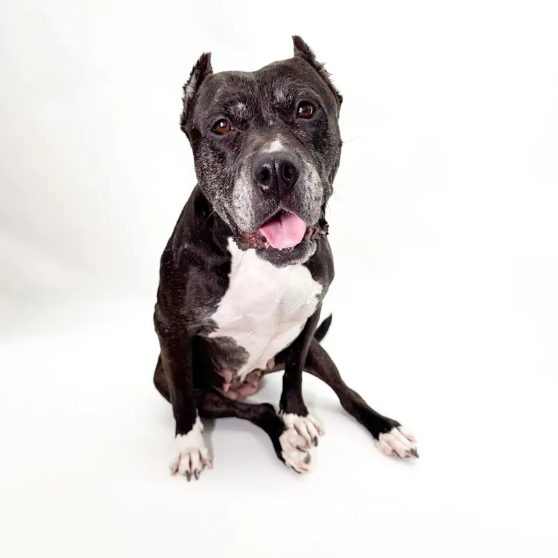 An adult large-sized female Pit Bull Terrier dog named Raven for adoption in Scottsdale, AZ