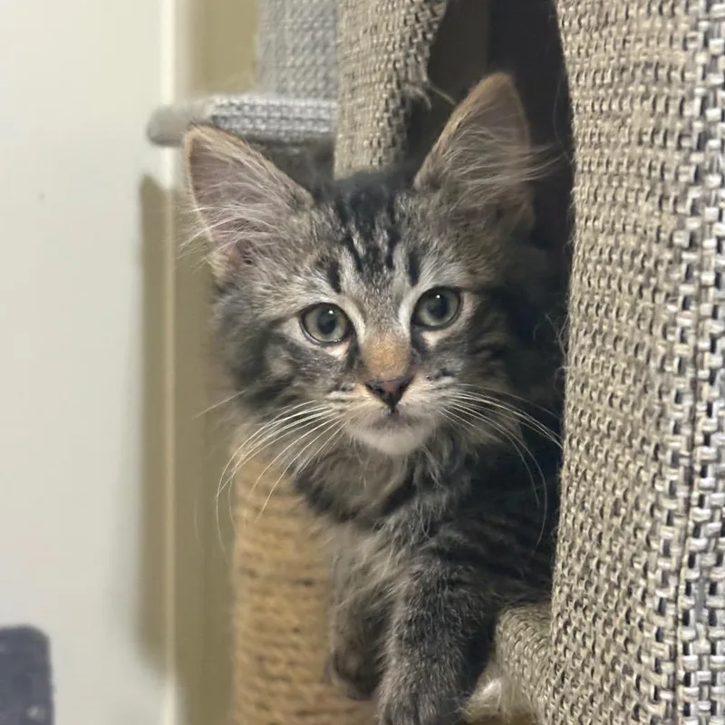 A baby small-sized male Black Domestic Long Hair cat named Jack for adoption in Grantsville, UT