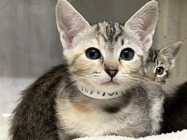 A baby small-sized female Domestic Short Hair cat named Gamora for adoption in Tustin, CA