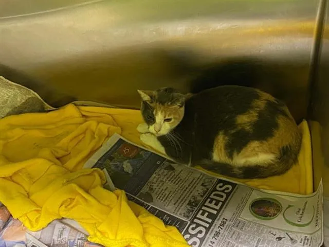 A young small-sized female Domestic Short Hair cat named Molly for adoption in Tustin, CA