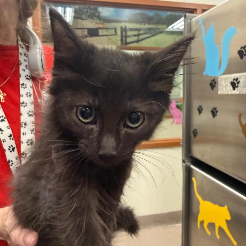 A baby small-sized male Black Domestic Short Hair cat named Crackle for adoption in Upland, CA