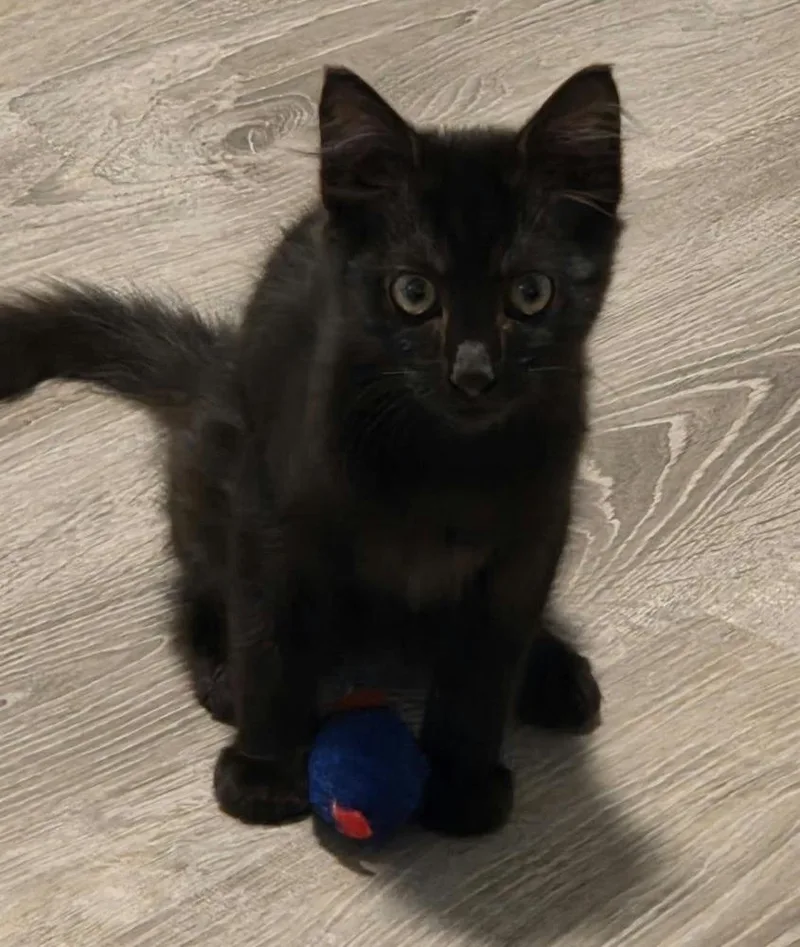 A baby medium-sized male Domestic Medium Hair cat named Honkybubbles for adoption in Sedalia, CO