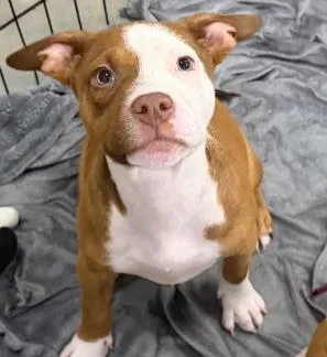 A baby medium-sized male Terrier dog named Bob for adoption in Washington, DC