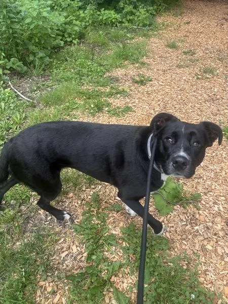 An adult medium-sized female Labrador Retriever dog named Lolly for adoption in Stratham, NH