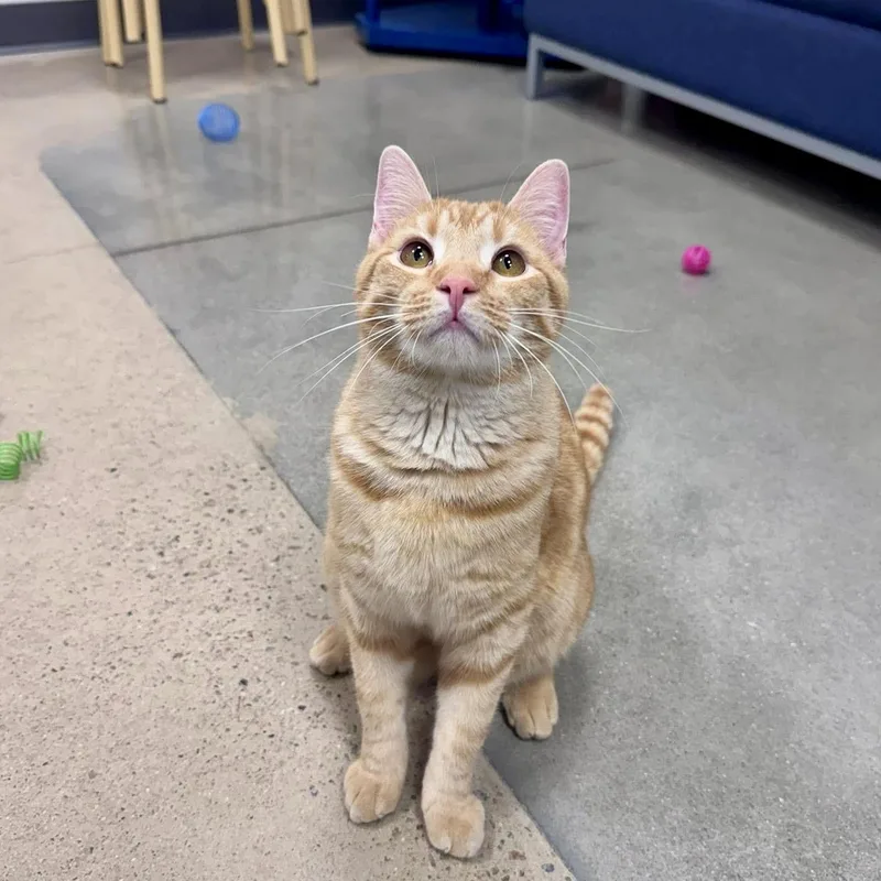 Campbell thumbnail 2