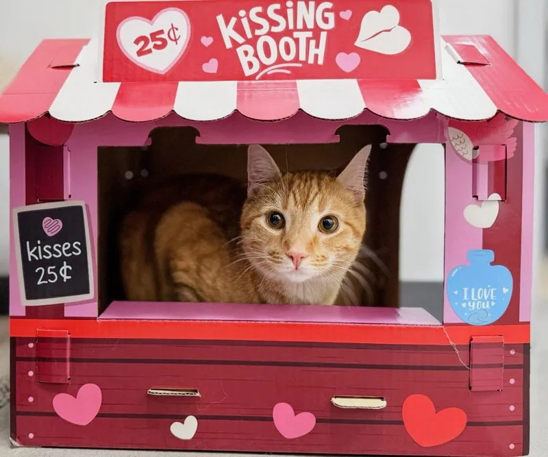 Campbell thumbnail 3