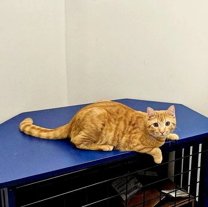 Campbell thumbnail 4