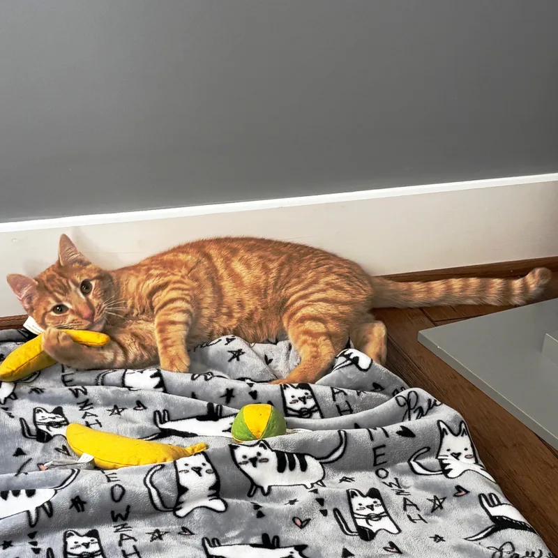 Campbell thumbnail 5