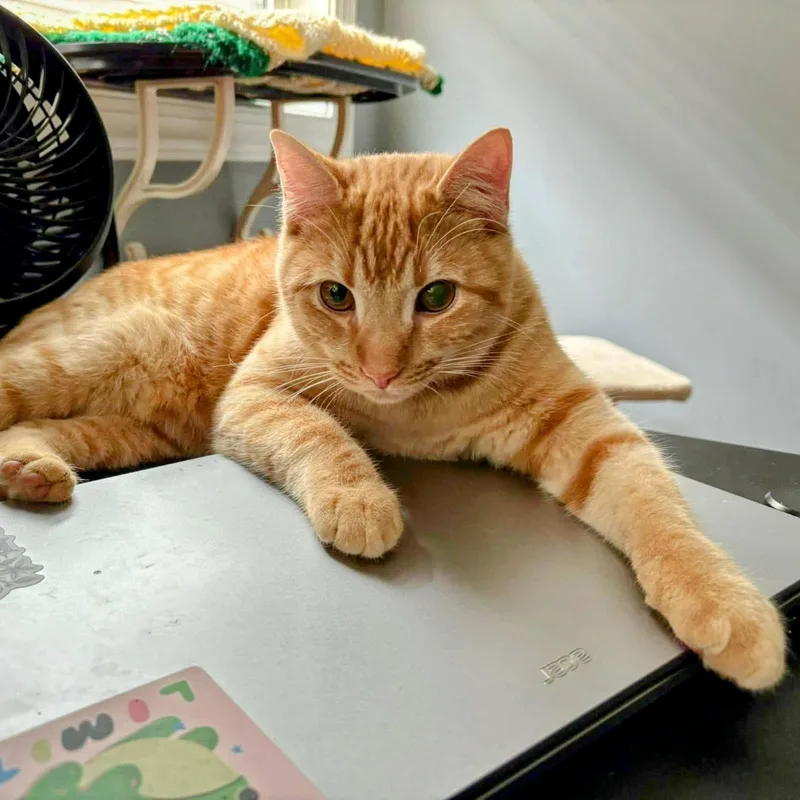 Campbell thumbnail 6