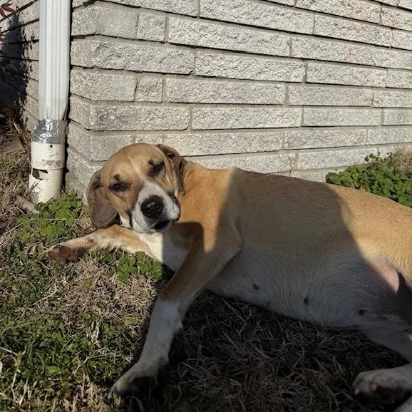 An adult large-sized female Yellow / Tan / Blond / Fawn Hound dog named Gracie D for adoption in Lebanon, TN