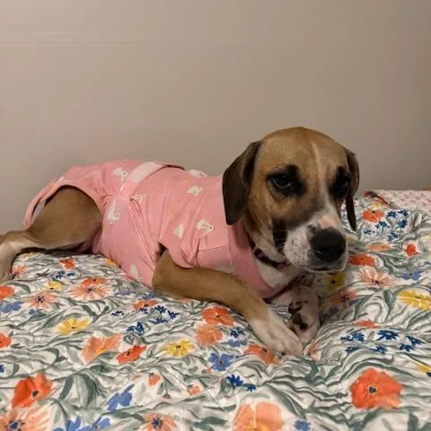 Gracie D thumbnail 2