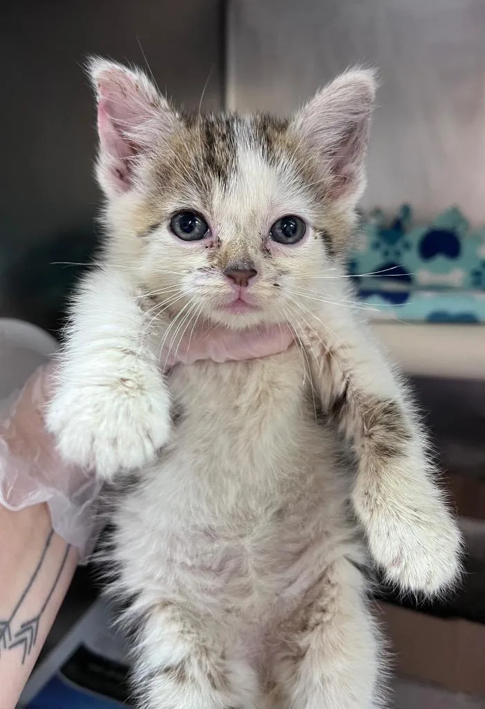 A baby medium-sized male Domestic Short Hair cat named The KoolAid Man for adoption in Cincinnati, OH