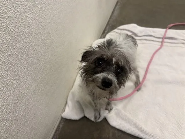 An adult small-sized female Norfolk Terrier dog named Atari for adoption in Phoenix, AZ