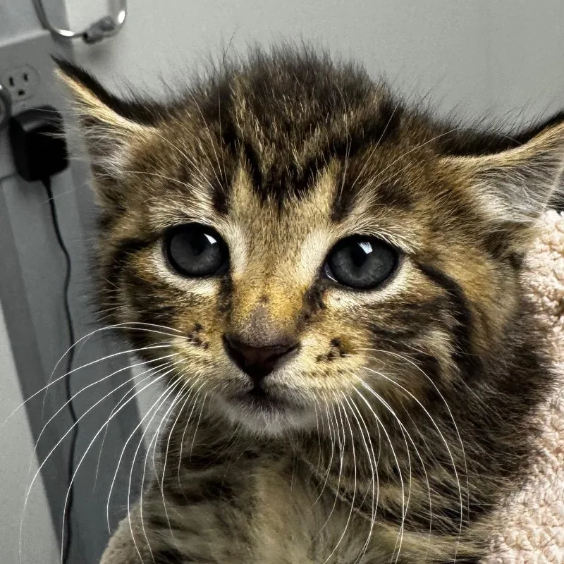 A baby small-sized male Brown / Chocolate Domestic Short Hair cat named Fozzie for adoption in Concord, NC