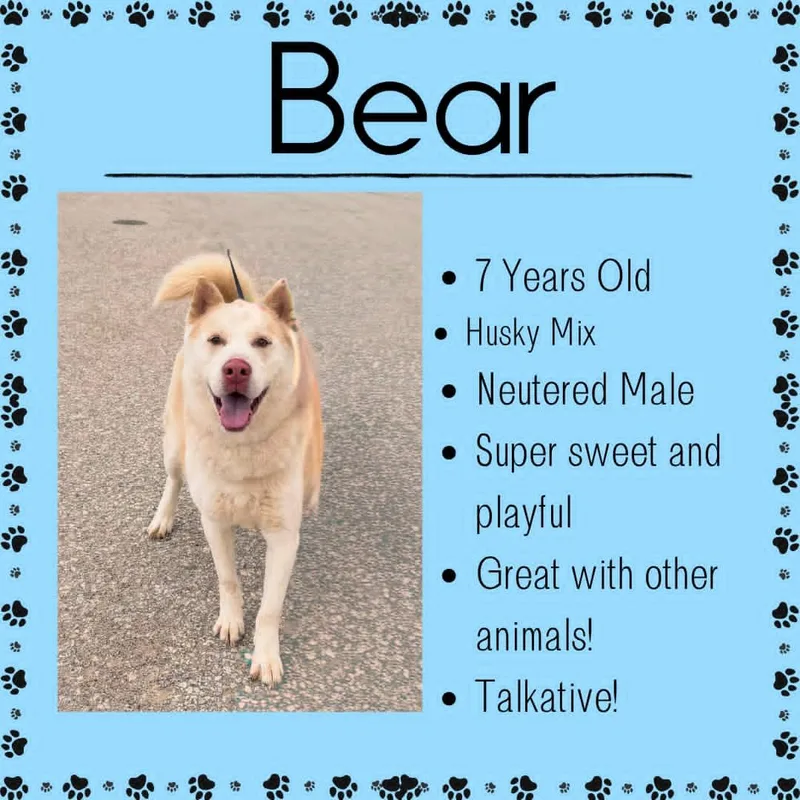 An adult medium-sized male White / Cream Husky dog named Bear for adoption in Junction City, KS