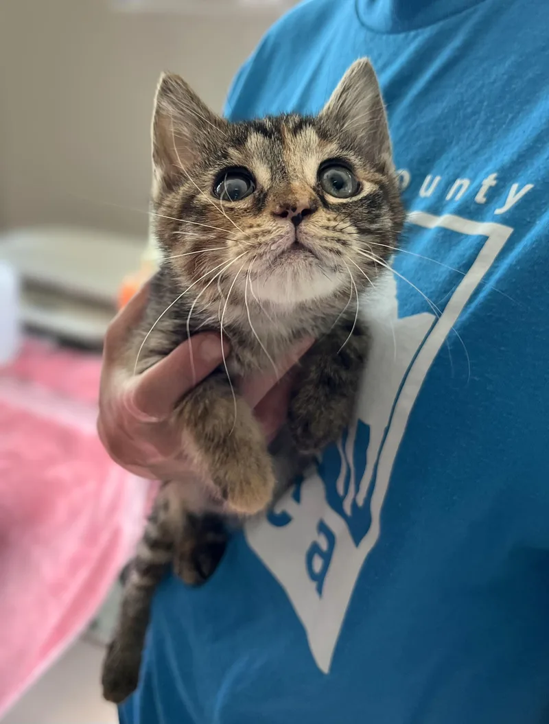 A baby medium-sized female Tabby (Brown / Chocolate) Domestic Short Hair cat named Abbey for adoption in Seville, OH