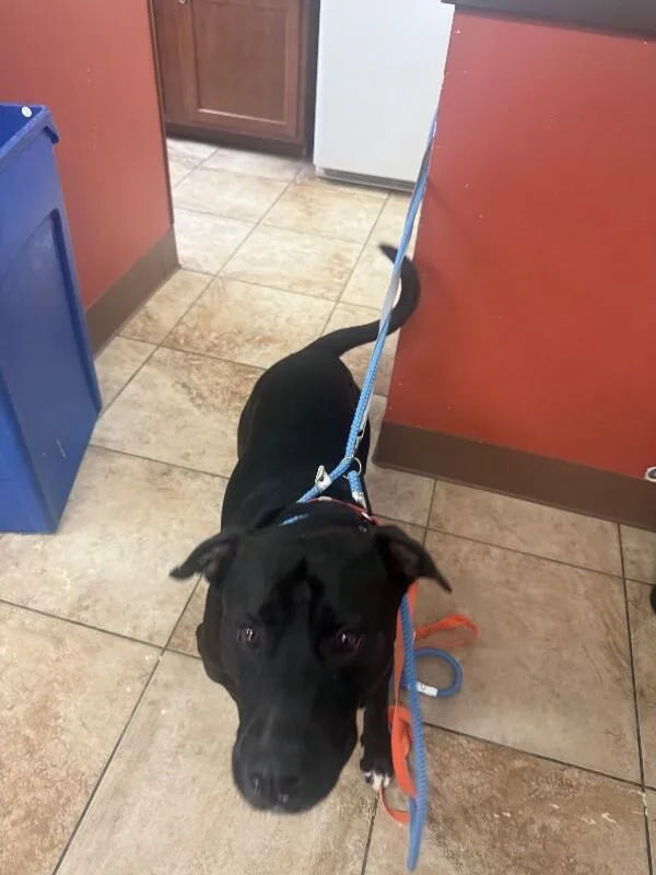 An adult large-sized male Black Mixed Breed dog named Cacti for adoption in Cincinnati, OH