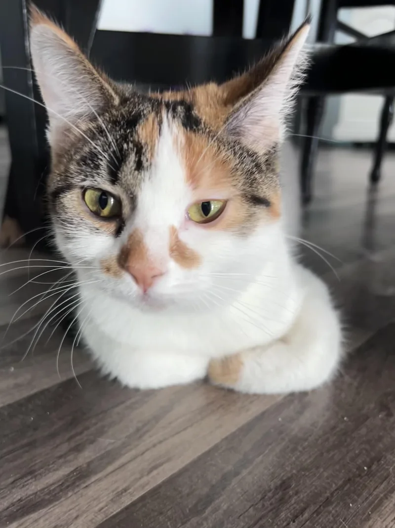 A young medium-sized female Calico cat named Valeria for adoption in Grand Rapids, MI