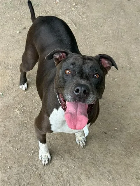 An adult large-sized female Pit Bull Terrier dog named Sammy for adoption in Riverside, CA