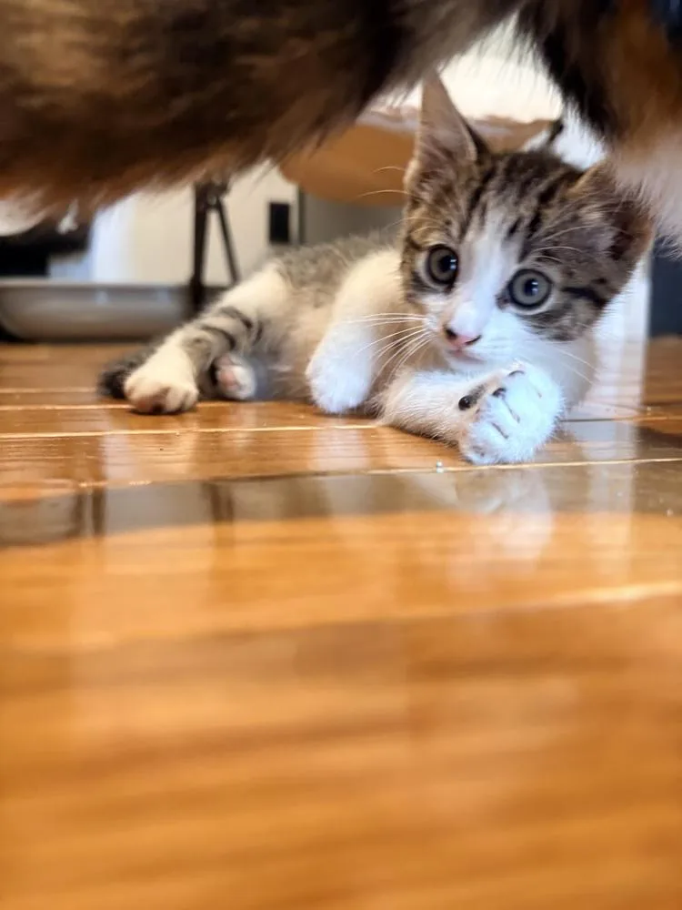A baby small-sized female Gray & White Domestic Short Hair cat named Tink for adoption in Lake Wylie, SC
