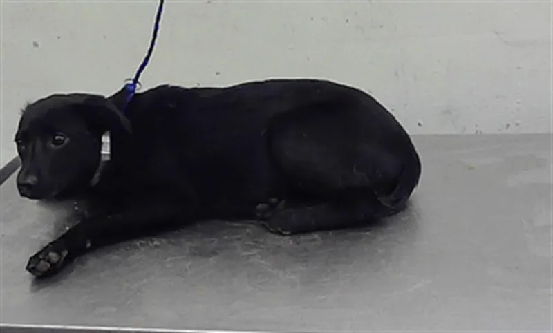 A baby medium-sized female Chihuahua dog named Carly for adoption in Houston, TX