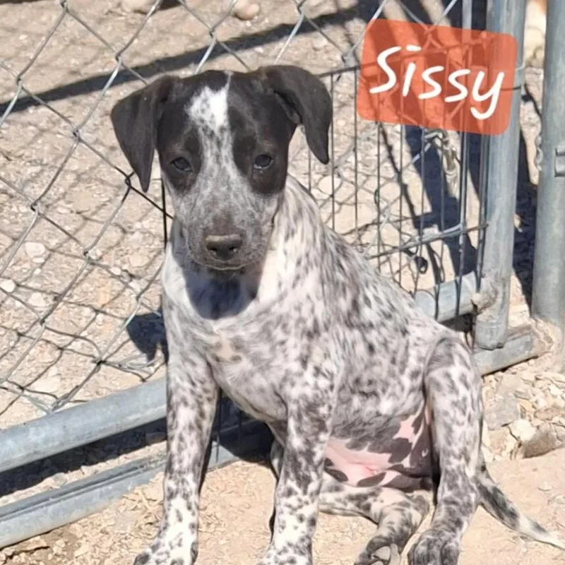 A baby medium-sized female Pointer dog named Sissy for adoption in Albany, NY