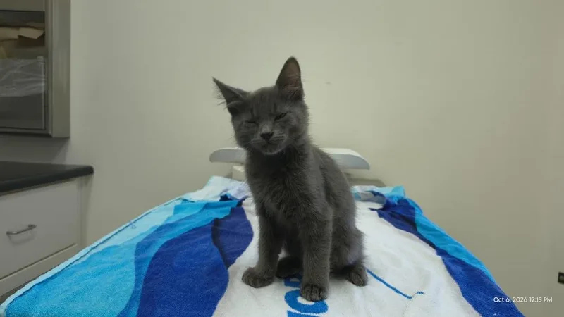 A baby small-sized male Gray / Blue / Silver Domestic Short Hair cat named Raider for adoption in Lancaster, CA