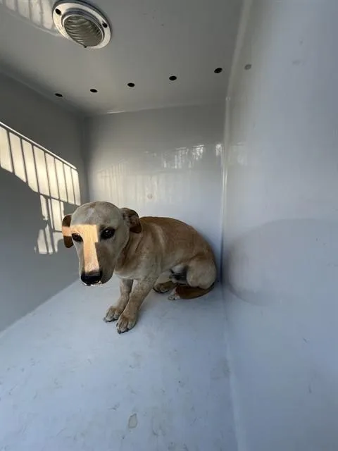 A young small-sized male Dachshund dog named Stanley for adoption in Augusta, GA