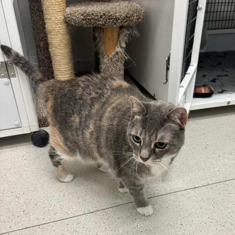 An adult large-sized female Gray / Blue / Silver Domestic Short Hair cat named Peppermint for adoption in Las Cruces, NM