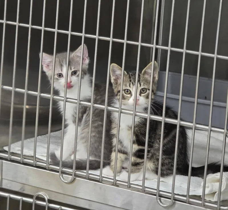 A baby medium-sized female Tabby (Gray / Blue / Silver) Tabby cat named Puddin & Fig for adoption in Orland Park, IL