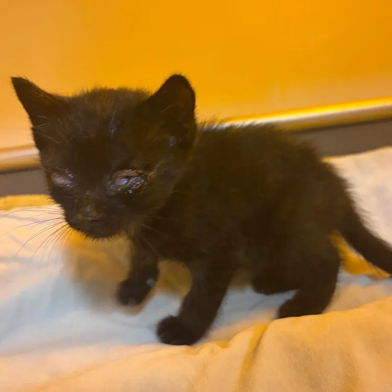 A baby small-sized female Black Domestic Short Hair cat named Binky for adoption in Chattanooga, TN