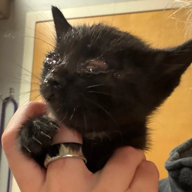 Binky thumbnail 4