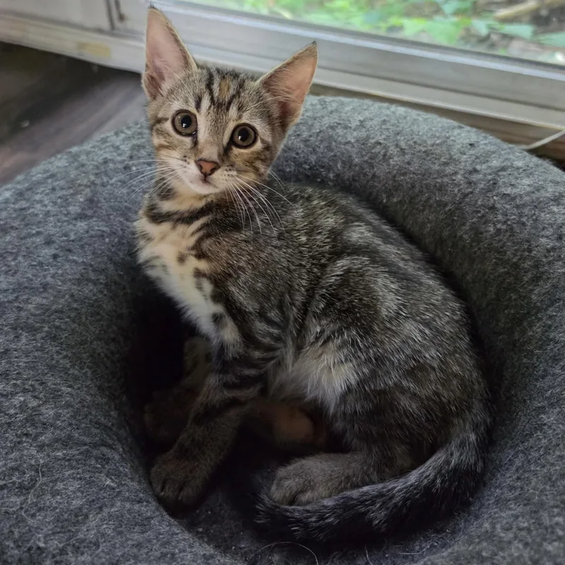A baby small-sized female Tabby (Buff / Tan / Fawn) Domestic Short Hair cat named Toph for adoption in Bentonville, AR