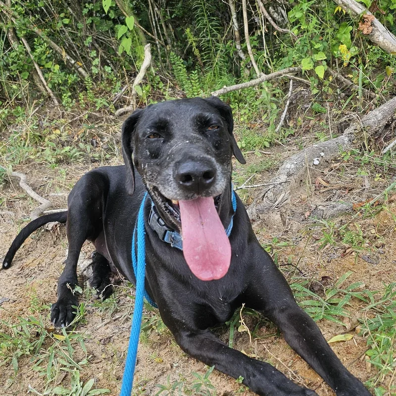 Mighty Joe thumbnail 2