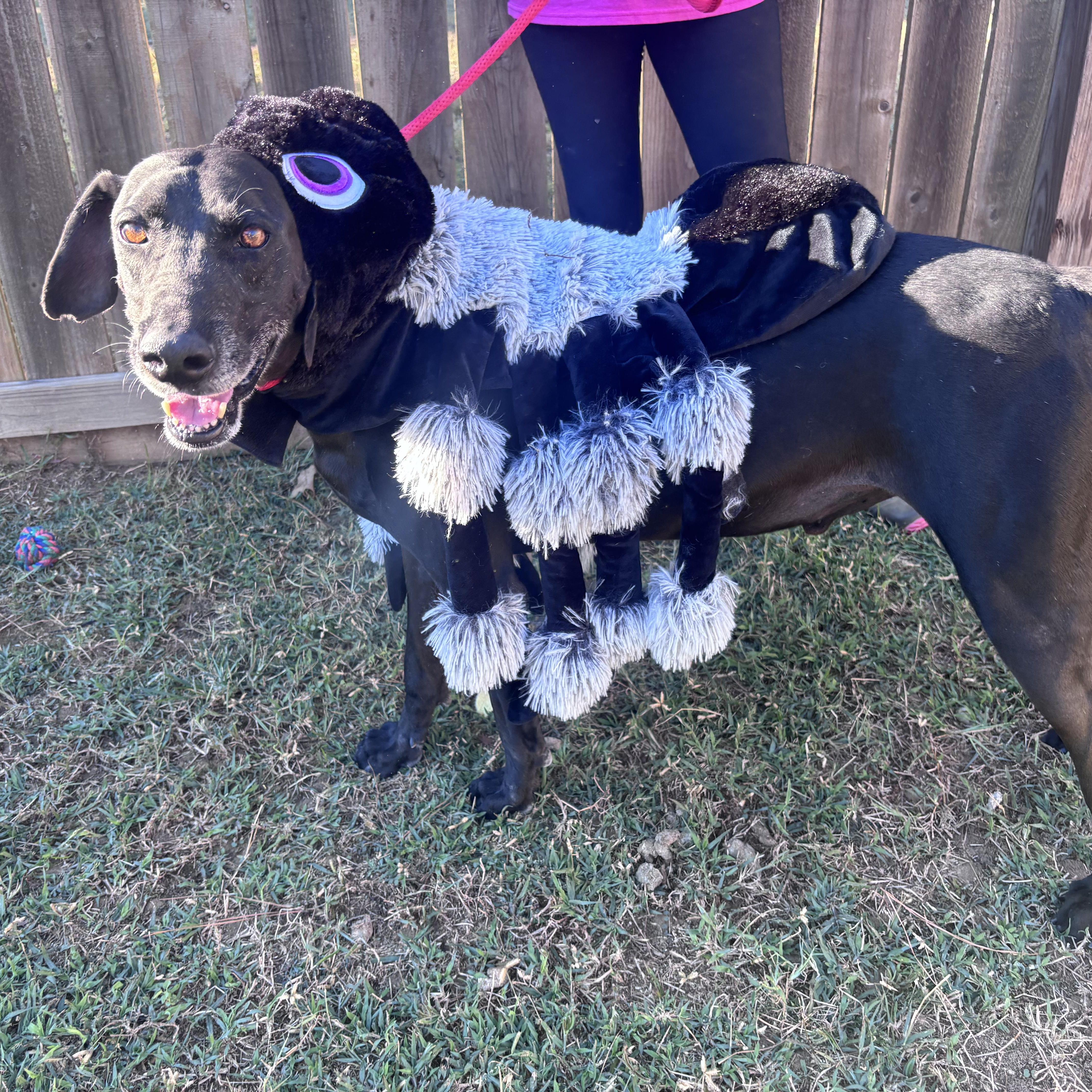 Mighty Joe thumbnail 3