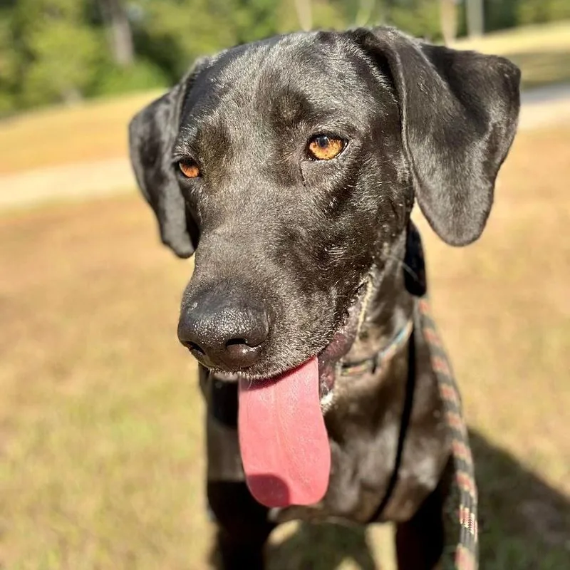 Mighty Joe thumbnail 4