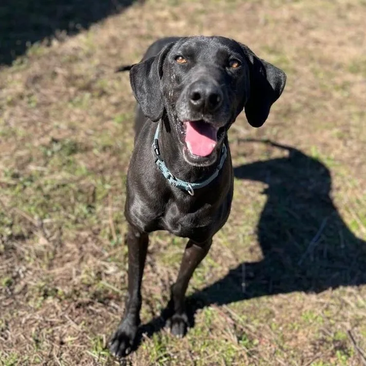 Mighty Joe thumbnail 6