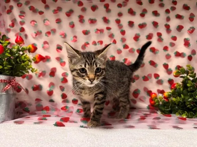 A baby small-sized female Domestic Short Hair cat named Fried Chicken for adoption in Fairfield, CA