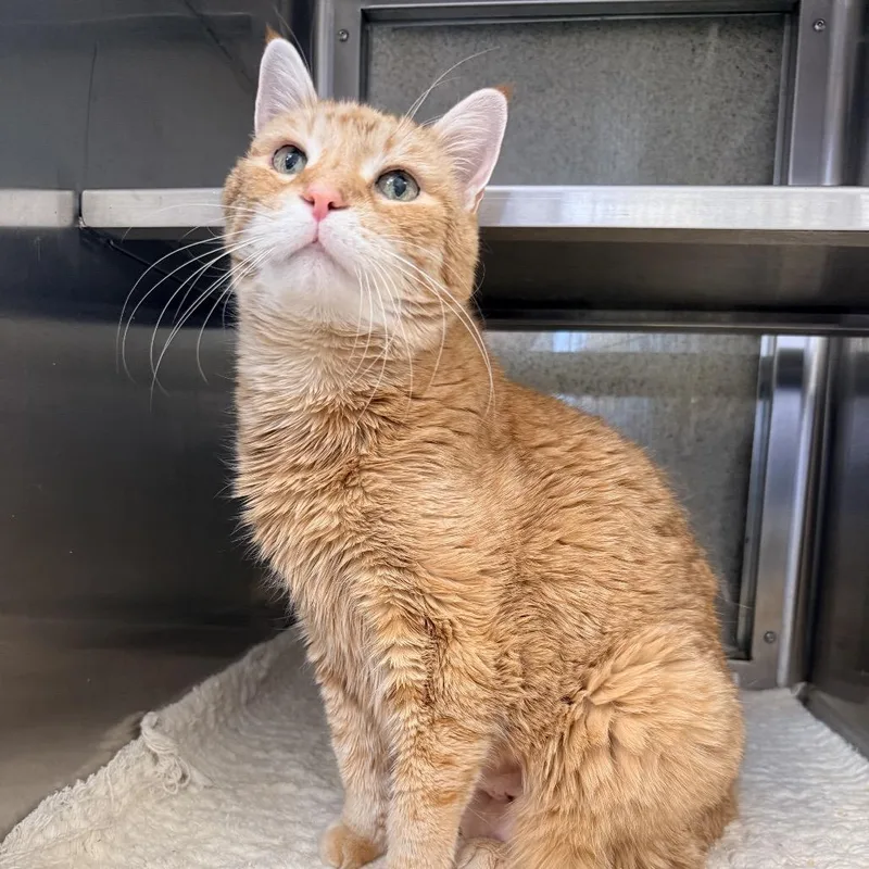 An adult medium-sized female Domestic Short Hair cat named Melrose for adoption in Palm Springs, CA