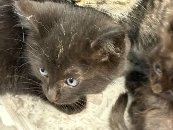 A baby medium-sized male Domestic Short Hair cat named Siri for adoption in Los Angeles, CA