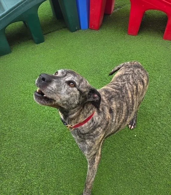 An adult medium-sized male Brindle Terrier dog named Buddy for adoption in Elmsford, NY