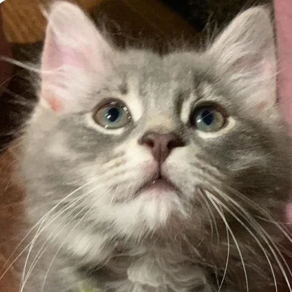 A baby small-sized male Gray / Blue / Silver Domestic Short Hair cat named Munster Bates for adoption in Merrifield, VA