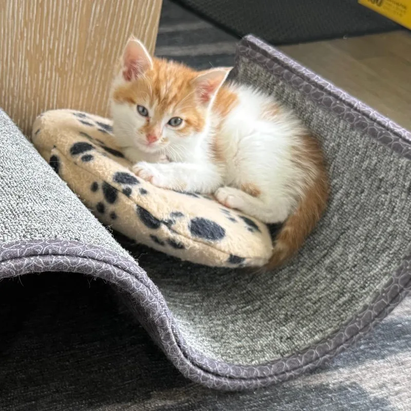 A baby small-sized male White Domestic Short Hair cat named Isaac for adoption in Kansas City, MO