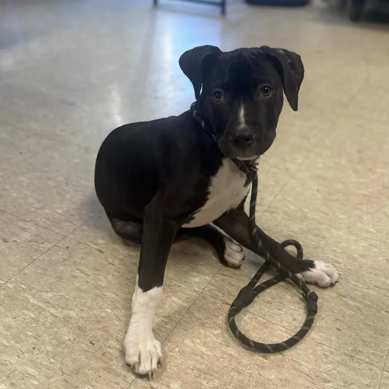 A baby medium-sized female Black Pit Bull Terrier dog named Expresso for adoption in East Saint Louis, IL