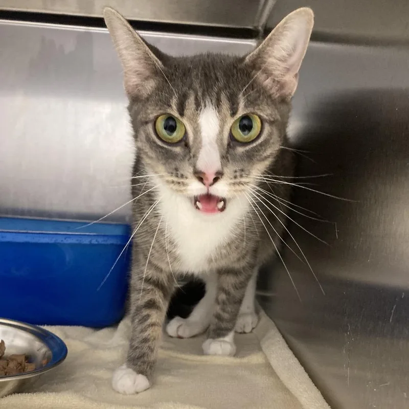 A young medium-sized female Gray / Blue / Silver Domestic Short Hair cat named Smokey for adoption in Blue Ridge, GA