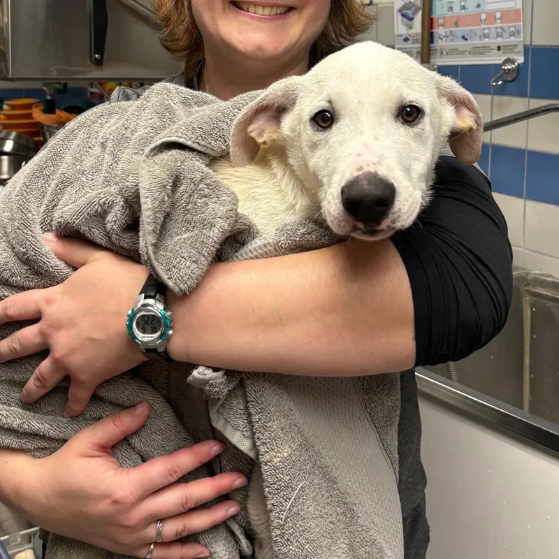 A baby large-sized male Mixed Breed dog named Joey for adoption in Spokane, WA