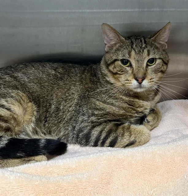 A young medium-sized male Domestic Short Hair cat named Rodeo for adoption in Peoria, IL