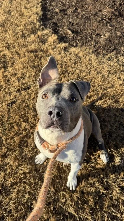 An adult large-sized male Pit Bull Terrier dog named Huckleberry for adoption in Cumming, GA